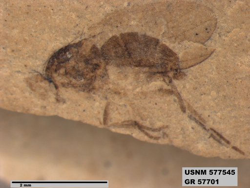 Insecta
