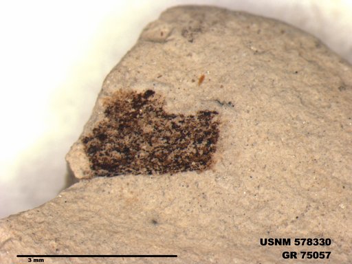 Insecta