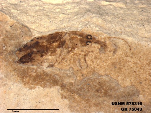 Insecta