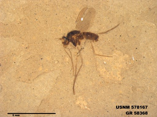 Insecta