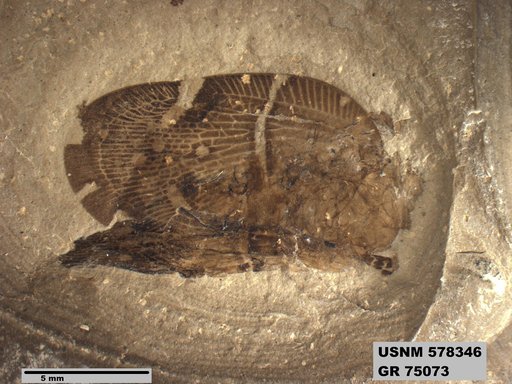 Genus sp