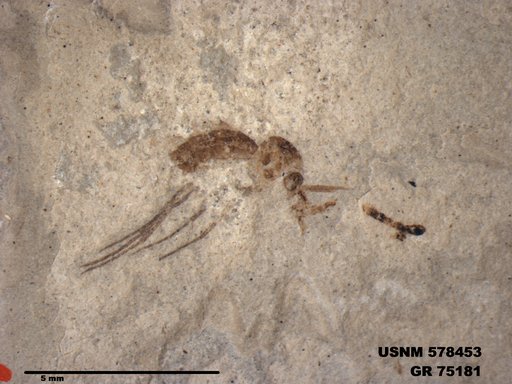 Genus sp