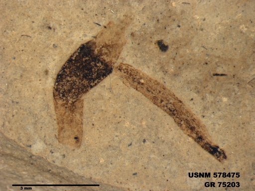 Insecta