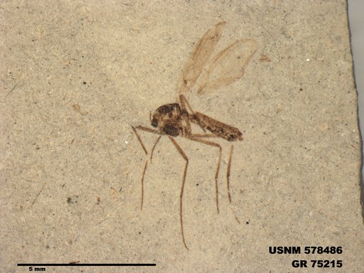 Genus sp