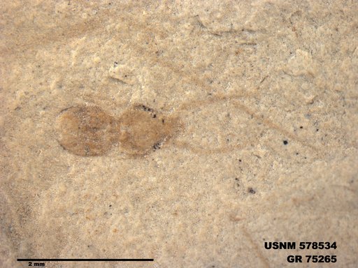 Insecta