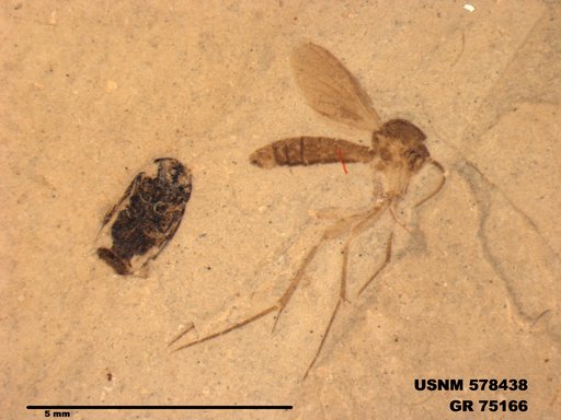 Genus sp