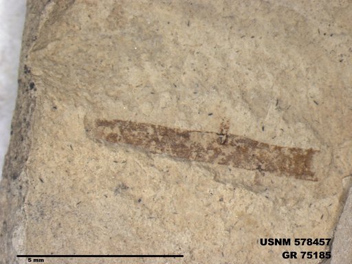 Genus sp