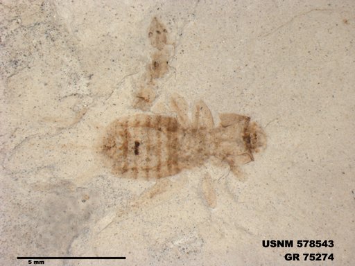 Insecta