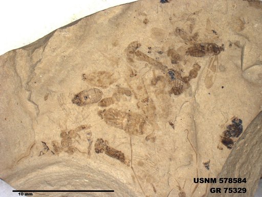 Genus sp