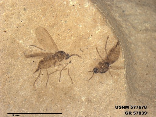 Insecta