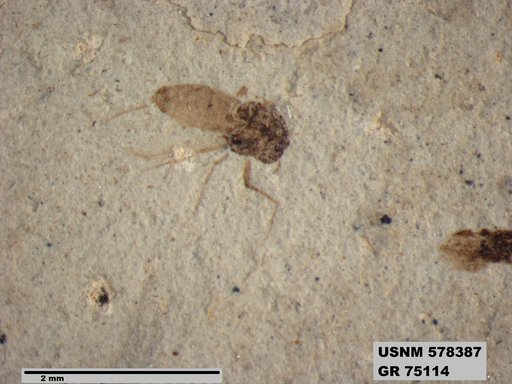 Genus sp