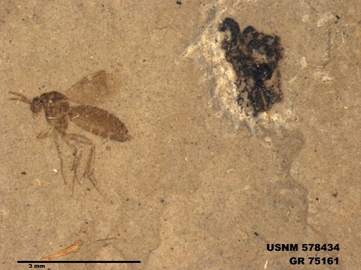 Genus sp