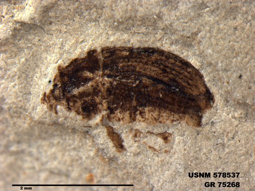 Insecta