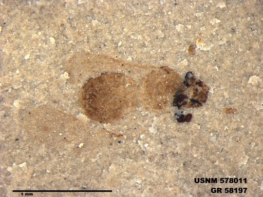 Insecta