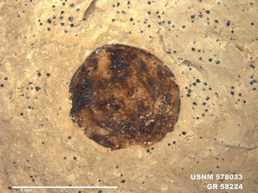 Insecta
