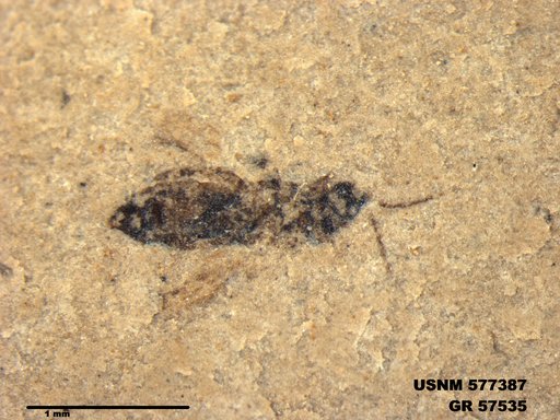 Insecta