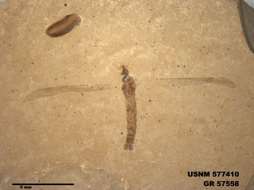 Insecta