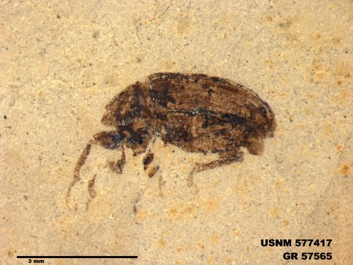 Insecta
