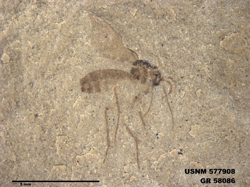 Insecta
