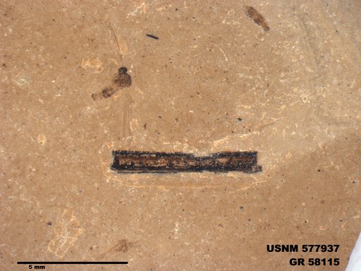 Insecta
