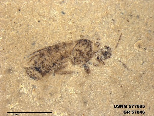 Insecta