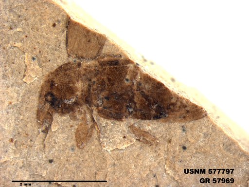 Insecta