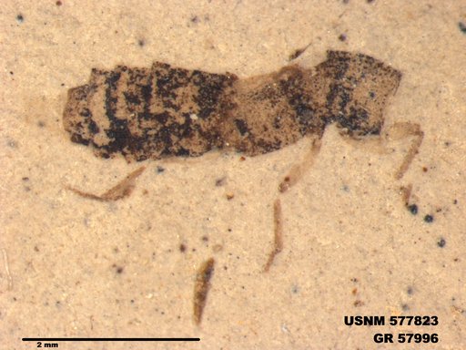 Insecta