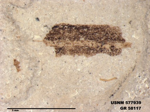 Insecta