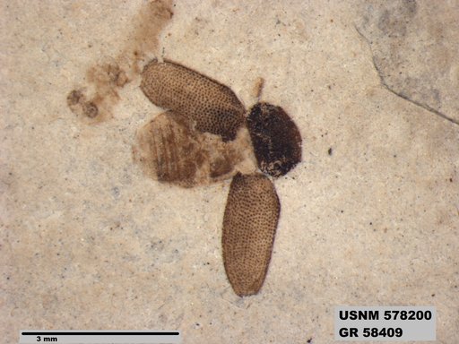 Insecta