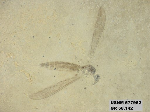 Insecta