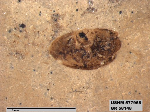 Insecta