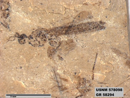 Insecta