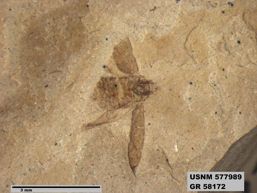Genus sp