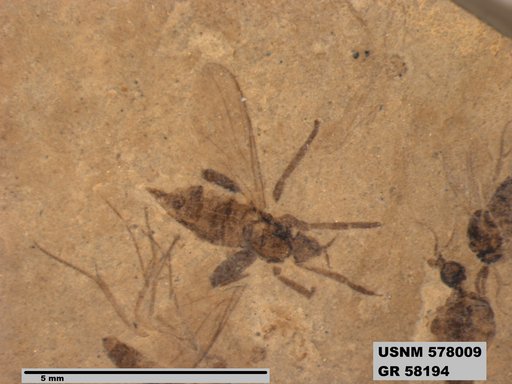 Insecta