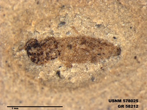 Insecta