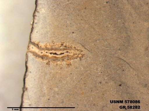 Genus sp