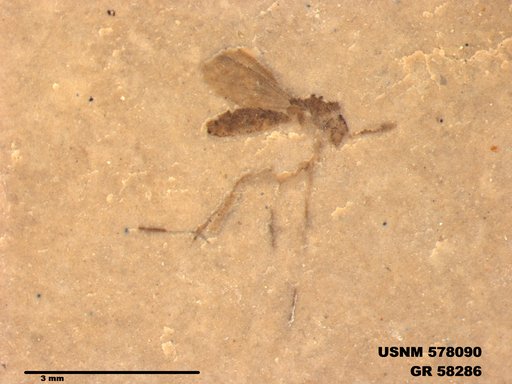Insecta
