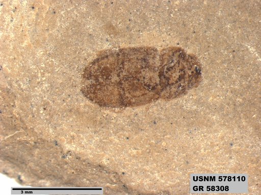 Insecta