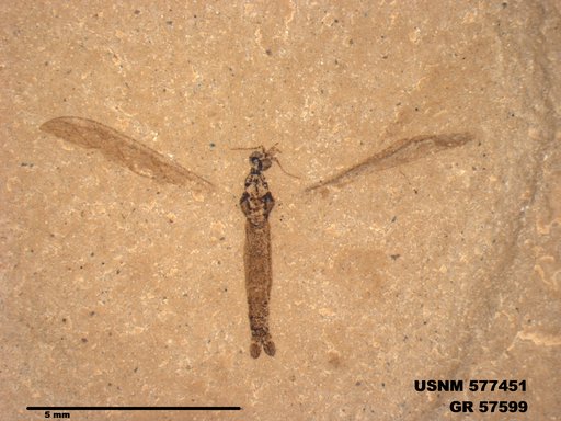 Genus sp