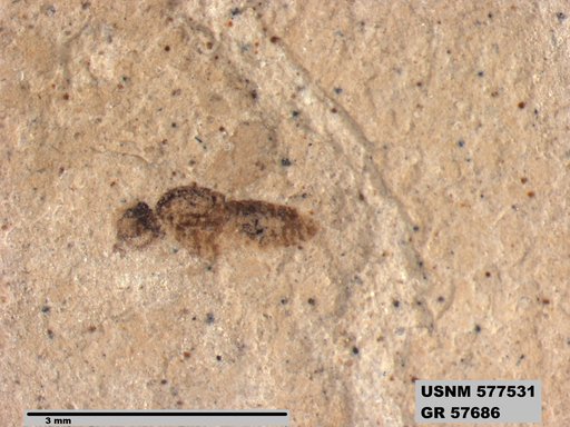 Insecta