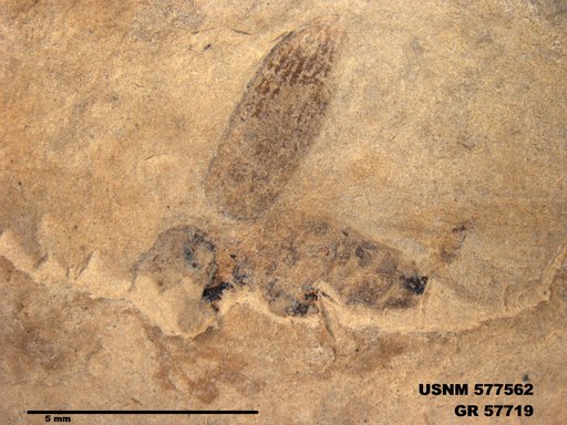 Insecta