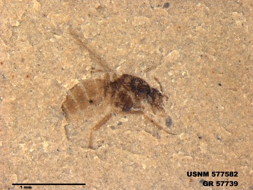 Insecta