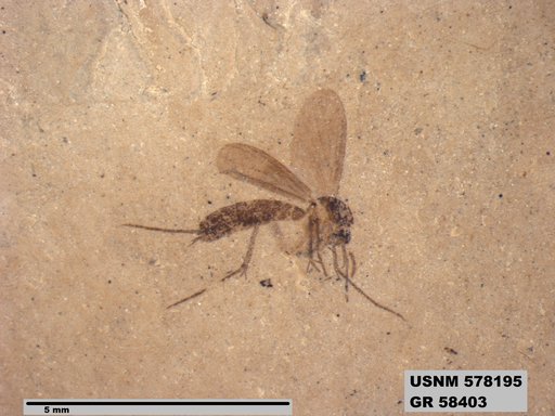 Insecta