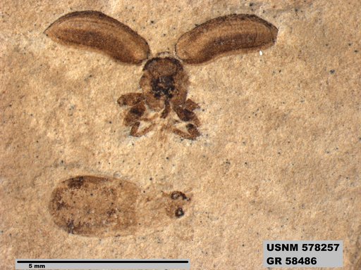 Insecta