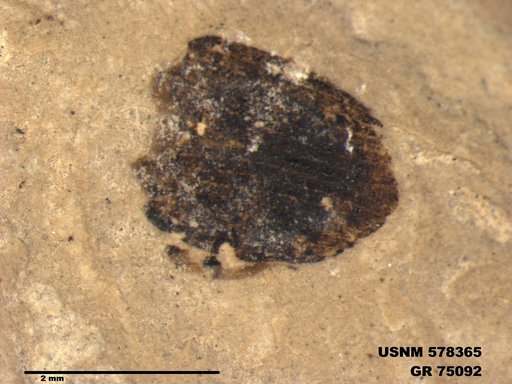 Genus sp