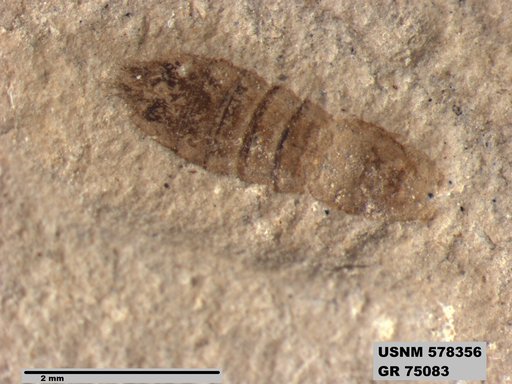 Genus sp