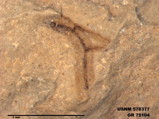 Genus sp