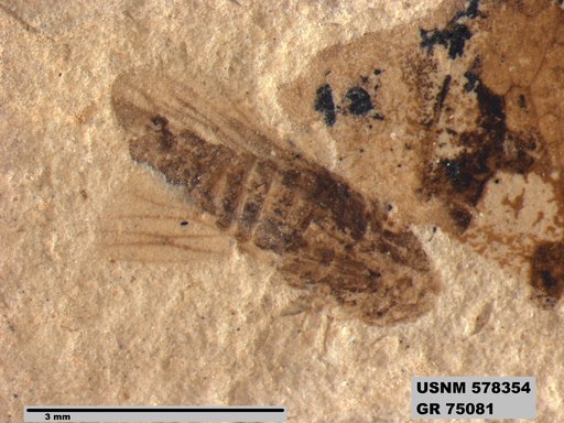 Genus sp