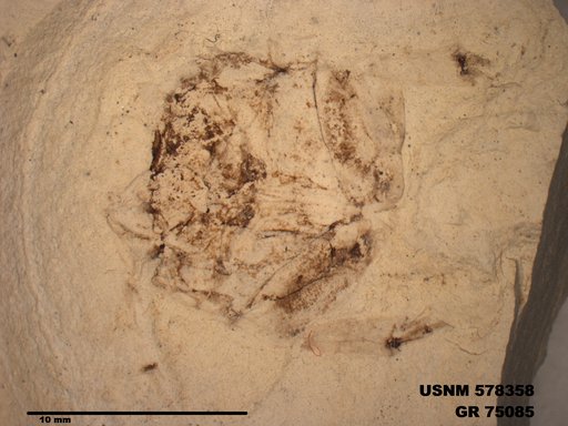 Insecta