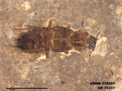 Genus sp